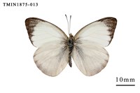 藏品(淡褐脈粉蝶)的圖片